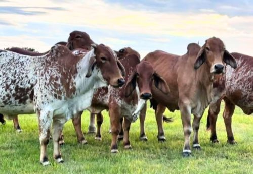 Brown and white cows standing in a field
