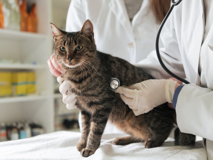 Cat being examined by veterinary staff