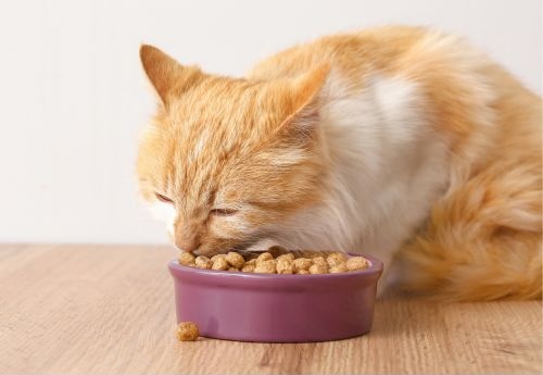 Cat eating from a food bowl