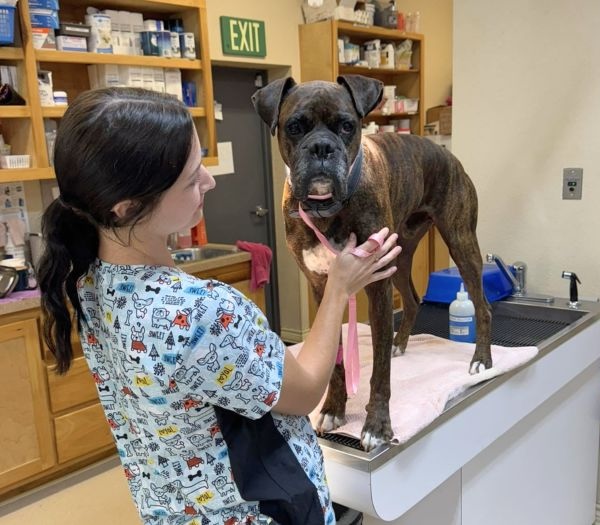 Dog on an exam table with Texas West Animal Health Veterinary Staff