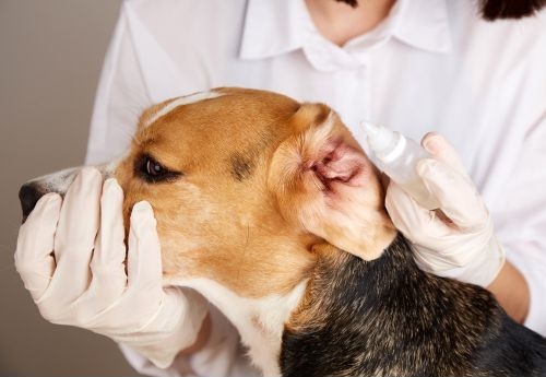 Veterinary Staff giving a dog eardrops