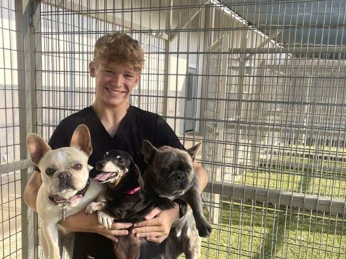 Boy playing with puppies Boy playing with puppies