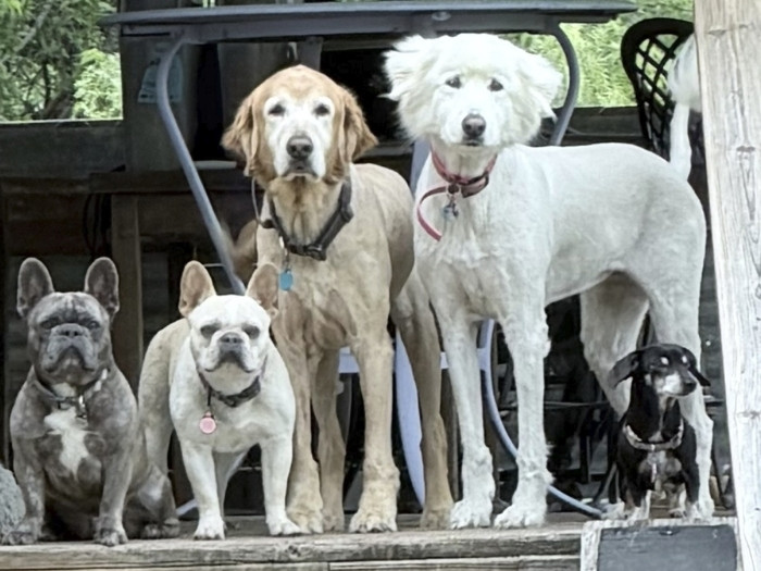Dogs standing together Dogs standing together