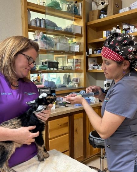 Texas West Animal Health Staff feeding a goat
