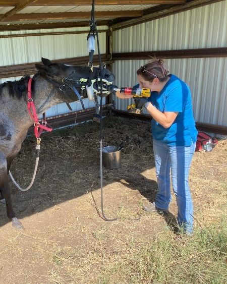 Texas West Animal Health Staff performing a dental float on a horse
