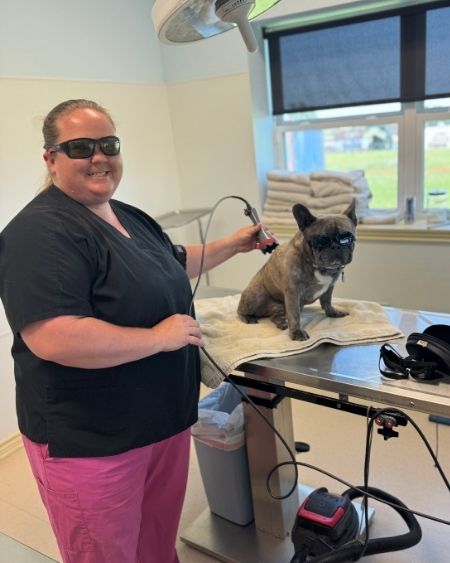 Texas West Animal Health Staff performing laser therapy on a dog