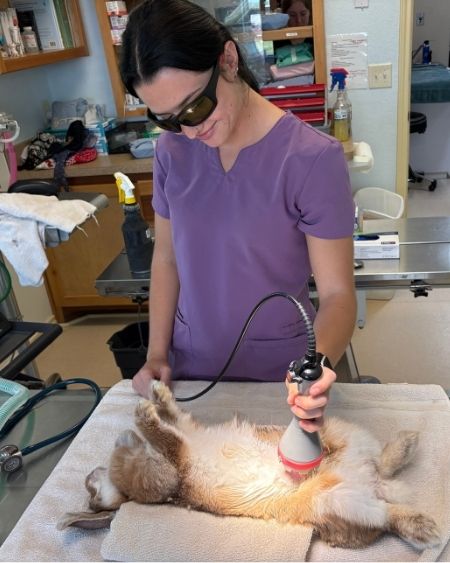 Texas West Animal Health Staff performing laser therapy on a rabbit