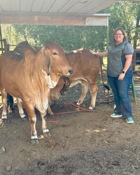Texas West Animal Health Staff petting cattle