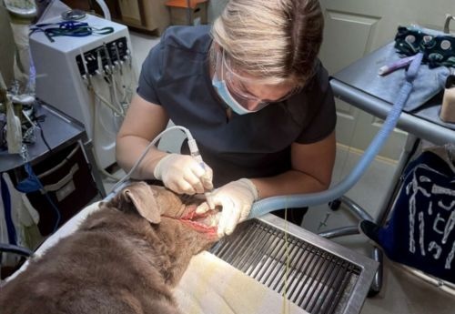 Texas West Animal Health Veterinary Staff performing a dental procedure on a dog