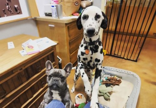 Two dogs standing next to a dog bed