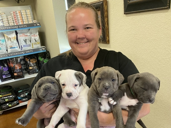 Vet holding multiple puppies Vet holding multiple puppies