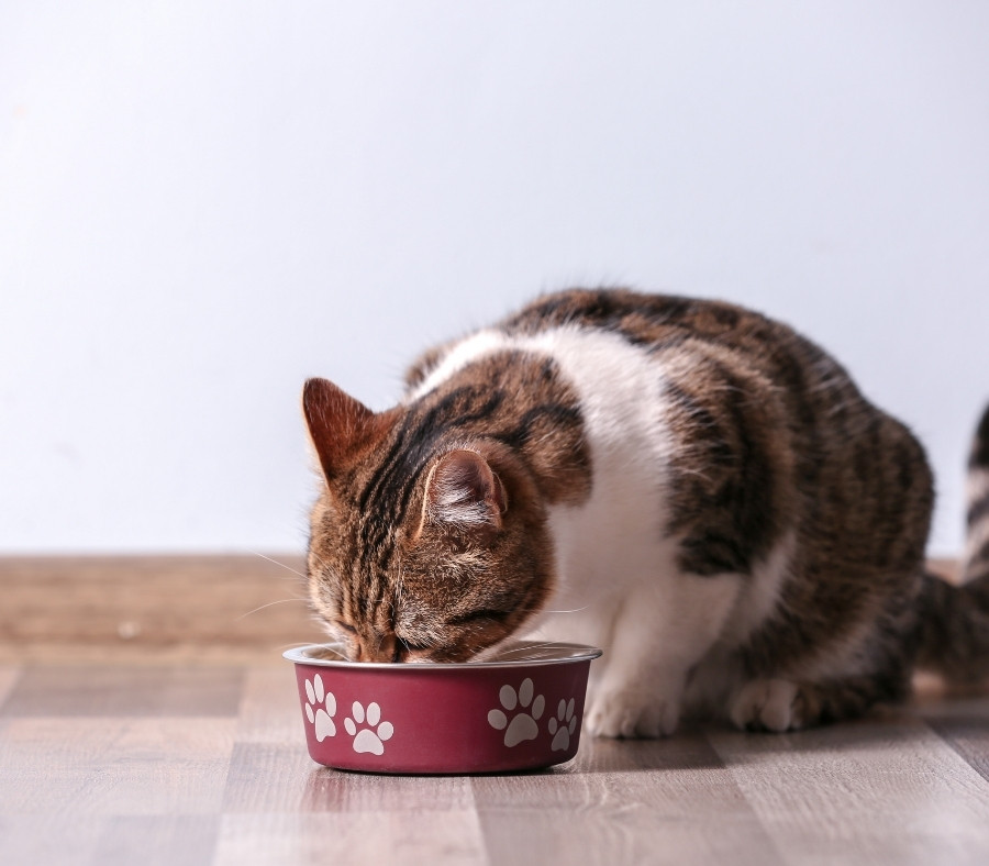 Cat eating cat food Cat eating cat food