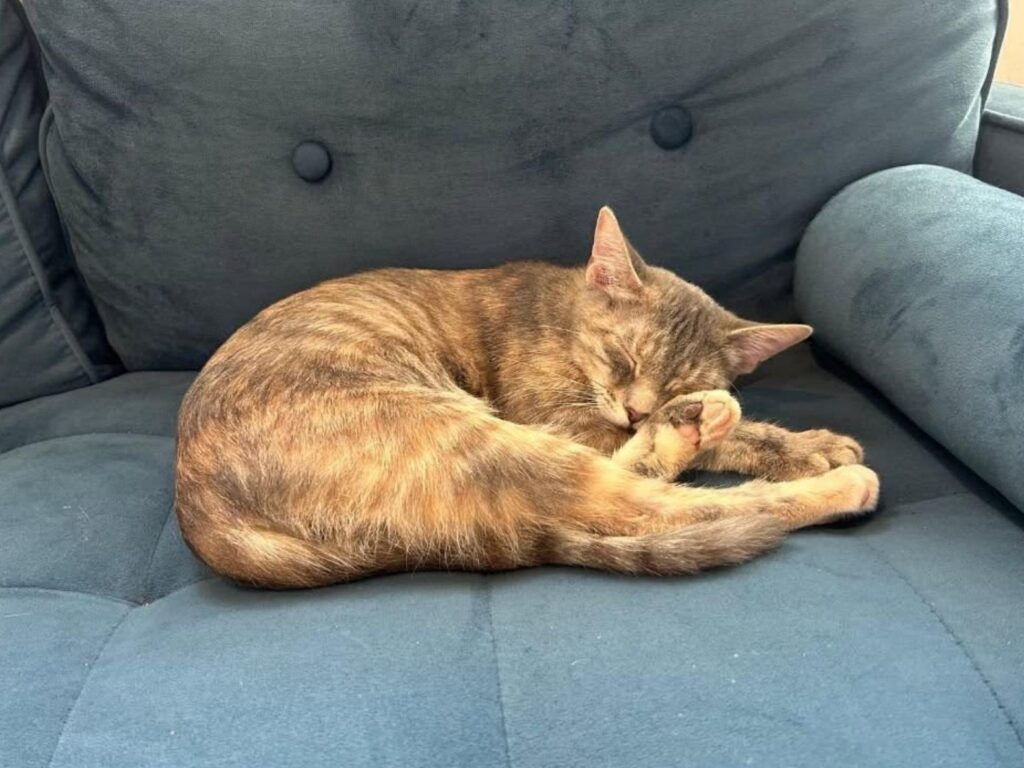 Cat sleeping on a sofa Cat sleeping on a sofa