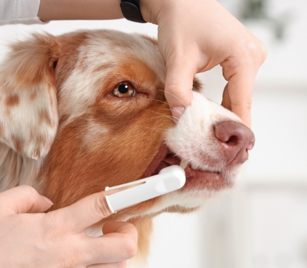 Dog dental checkup Dog dental checkup