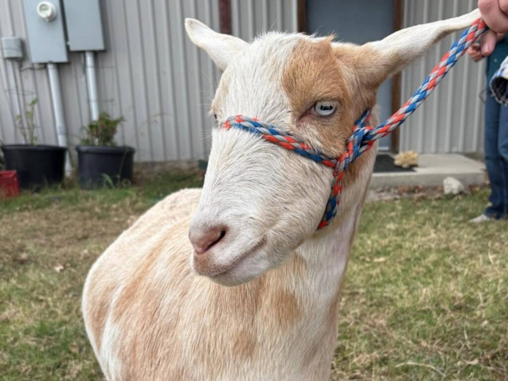 Goat with roropeap on its head Goat with rope lead on its head