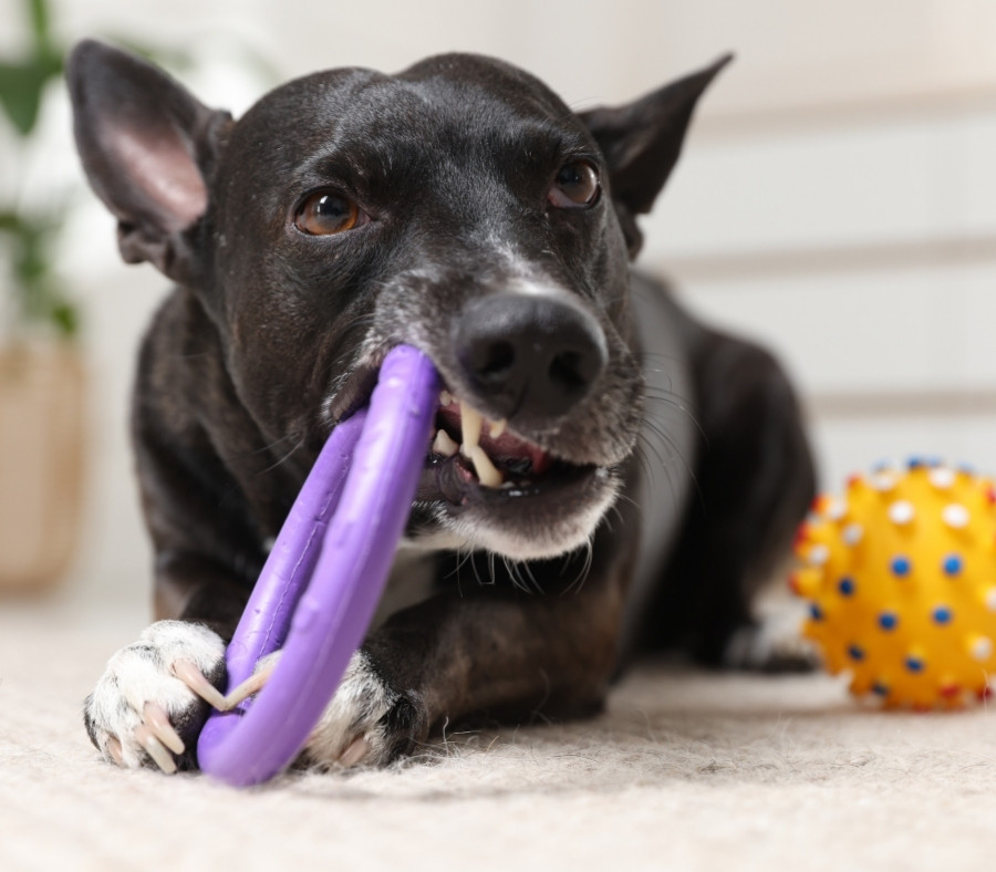 Puppy chewing on a toy Puppy chewing on a toy