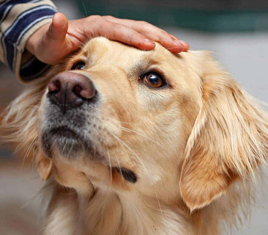 Puppy getting pet by owner Puppy getting pet by owner