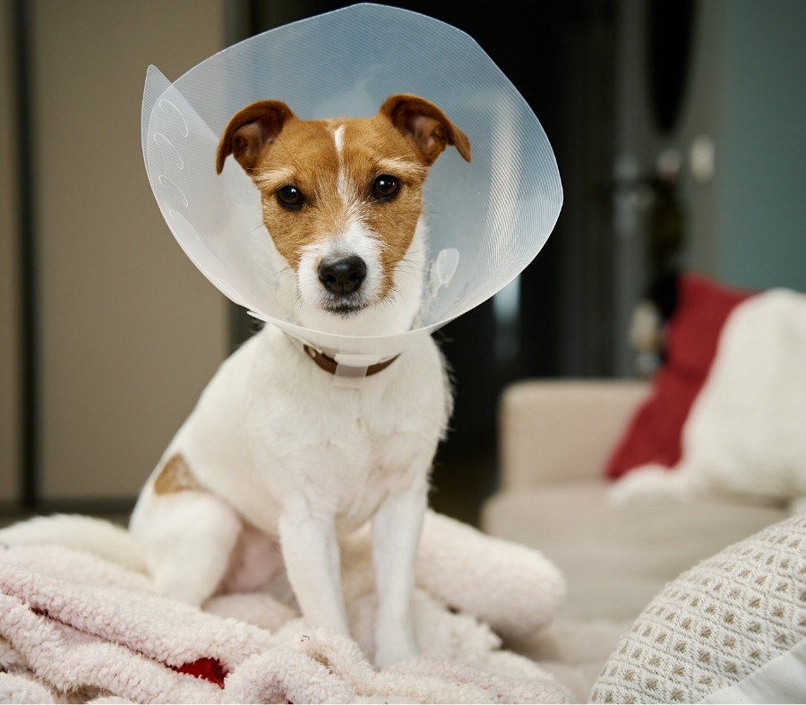 Puppy sitting with a cone on Puppy sitting with a cone on