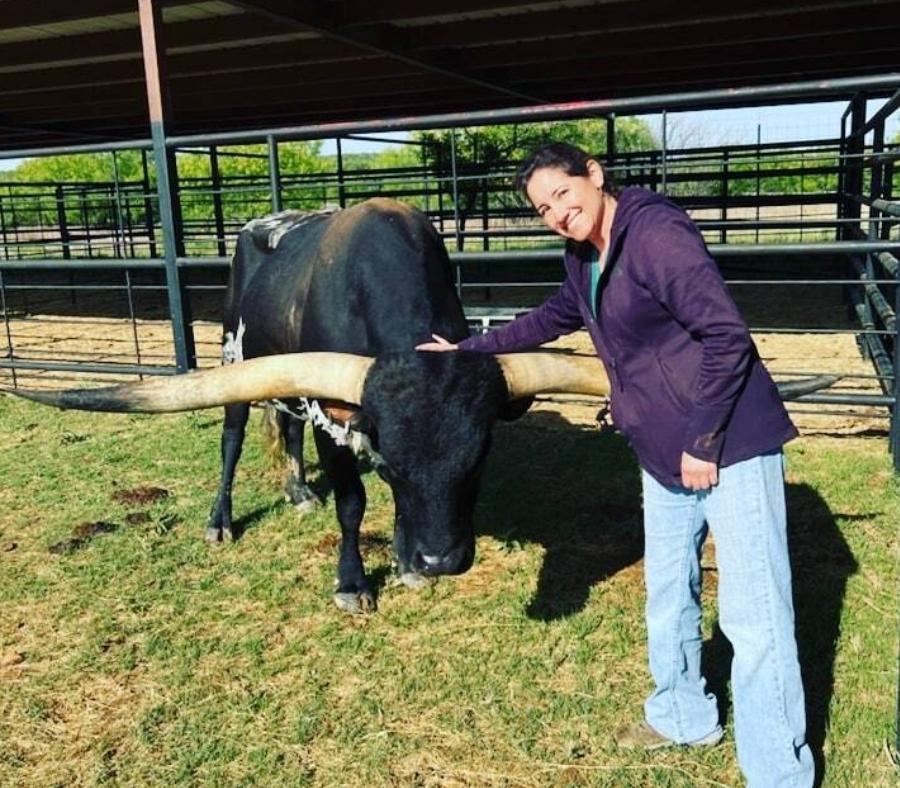 Vet playing with bull Vet playing with bull