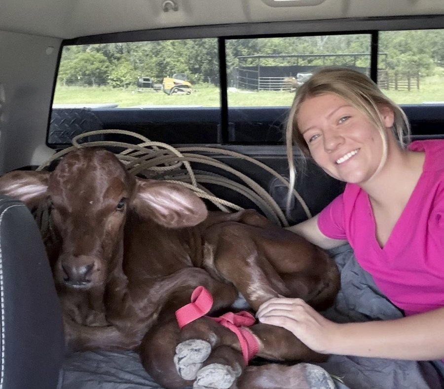 Vet treating a baby cow Vet treating a baby cow