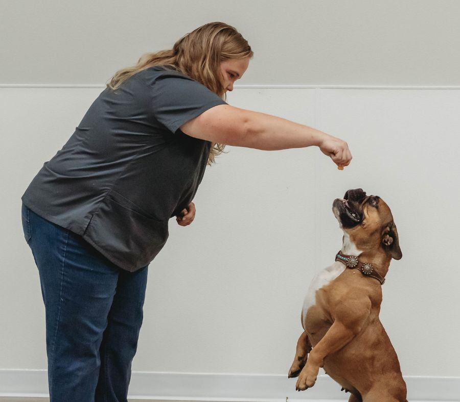 A person crouches and reaches toward a standing brown-and-white dog in an A person crouches and reaches toward a standing brown-and-white dog in an