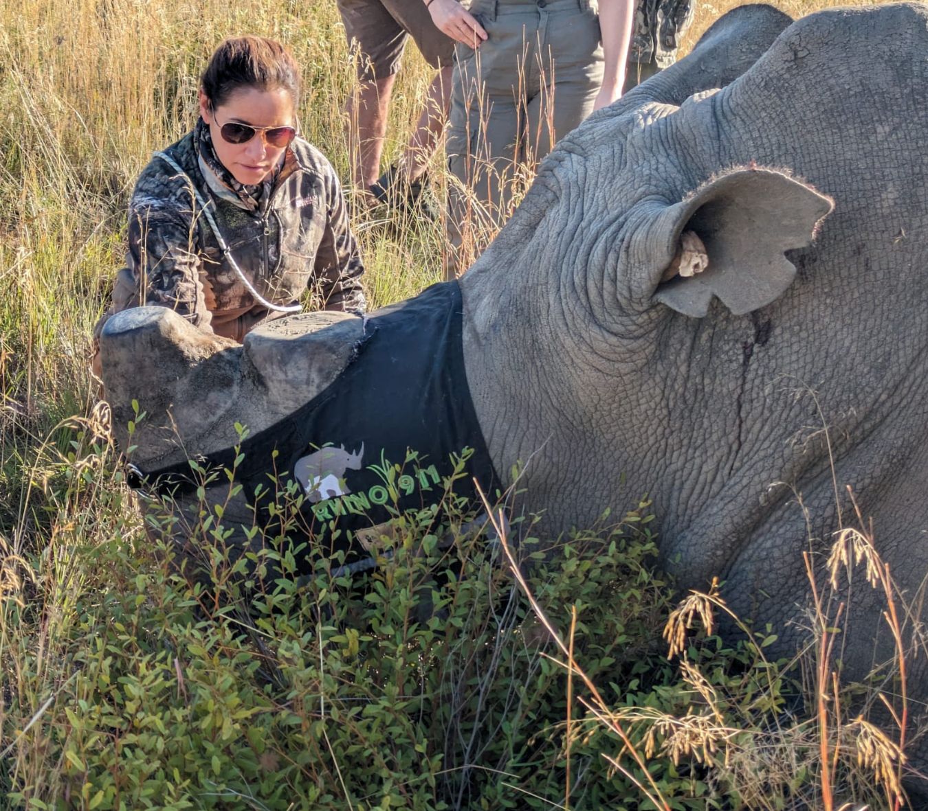 A person crouches in tall grass beside a large elephant, feeding it from a A person crouches in tall grass beside a large elephant, feeding it from a