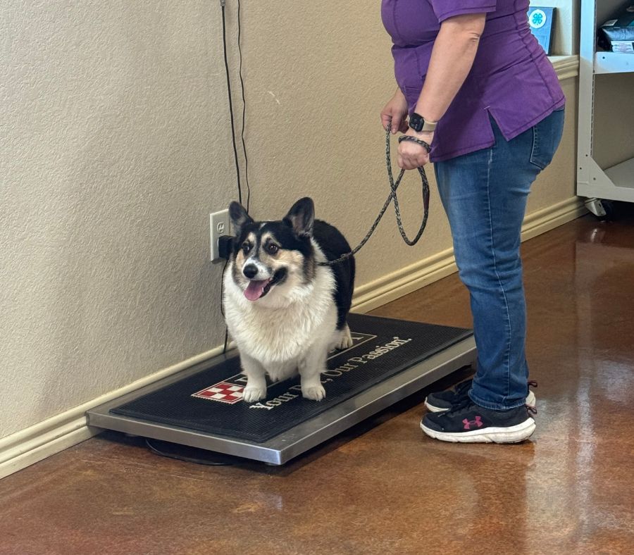 A person in purple scrubs stands beside a small dog on a grooming scale A person in purple scrubs stands beside a small dog on a grooming scale