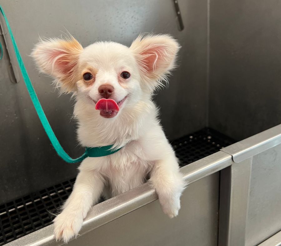 Small white dog with tan ears wearing a green harness, sitting on a stainless- Small white dog with tan ears wearing a green harness, sitting on a stainless-