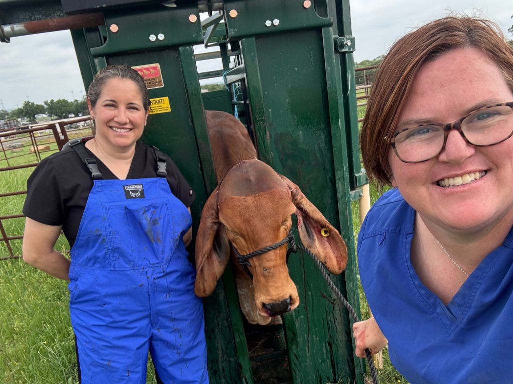Two people in blue work uniforms stand beside a green livestock trailer; Two people in blue work uniforms stand beside a green livestock trailer;
