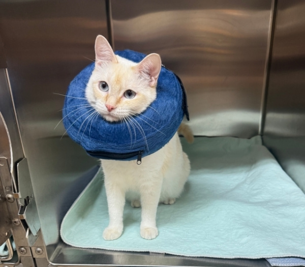 Kitten after having a surgical procedure Kitten after having a surgical procedure