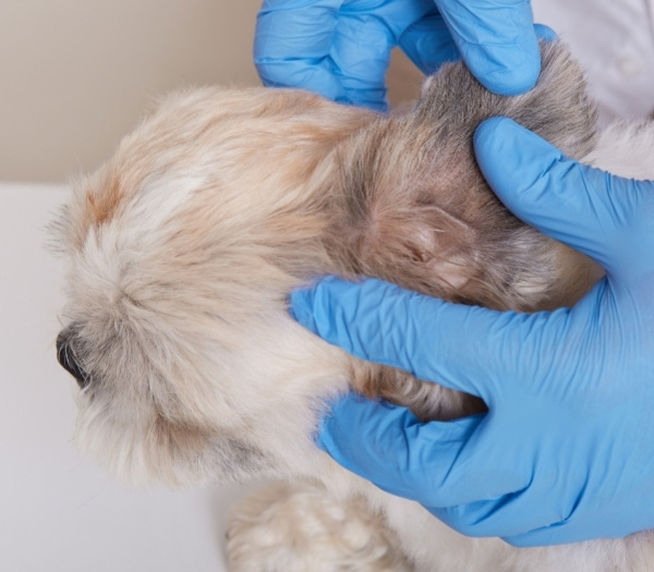 Puppy having a dermatology treatment Puppy having a dermatology treatment