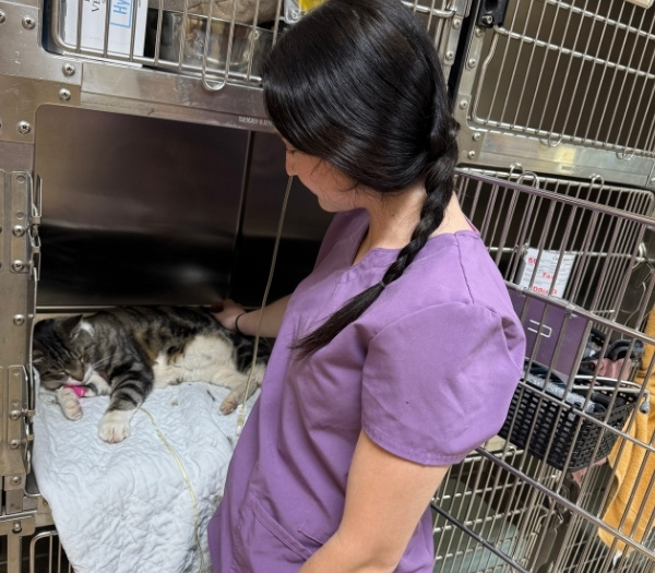 cat getting antivenin cat getting antivenin